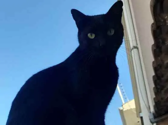 Gato ra a  idade 2 anos nome Gatinha Fúria da Noi