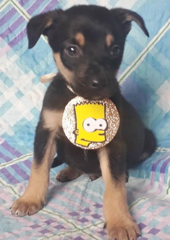 Cachorro raça SRD idade 2 a 6 meses nome BART