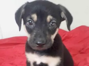 Cachorro raça SRD idade 2 a 6 meses nome BART