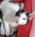 Gato raça SRD idade 2 a 6 meses nome FELÍCIA