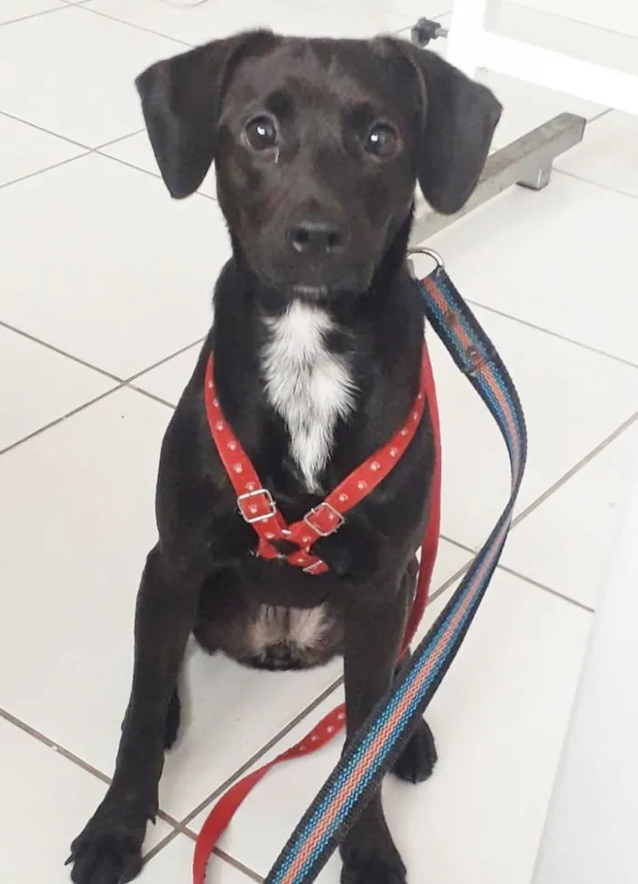 Cachorro raça SRD idade 1 ano nome PIETRA