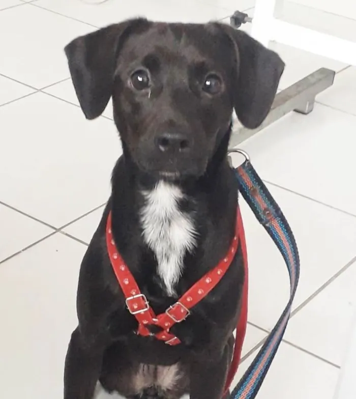 Cachorro raça SRD idade 1 ano nome PIETRA