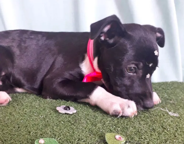 Cachorro raça SRD idade 2 a 6 meses nome BABI