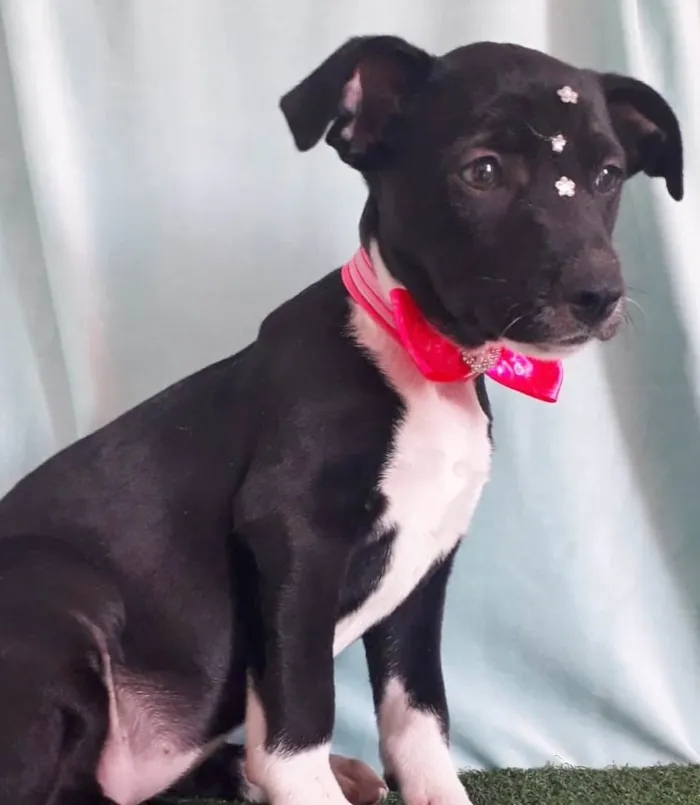 Cachorro raça SRD idade 2 a 6 meses nome BABI