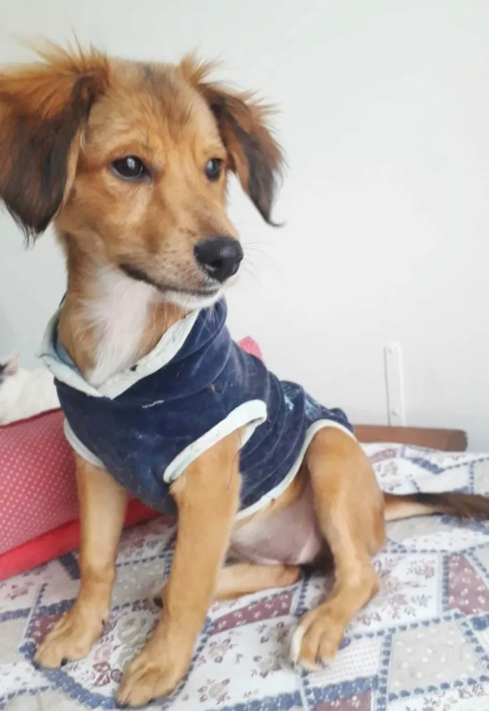 Cachorro raça SRD idade 2 a 6 meses nome REBEKA