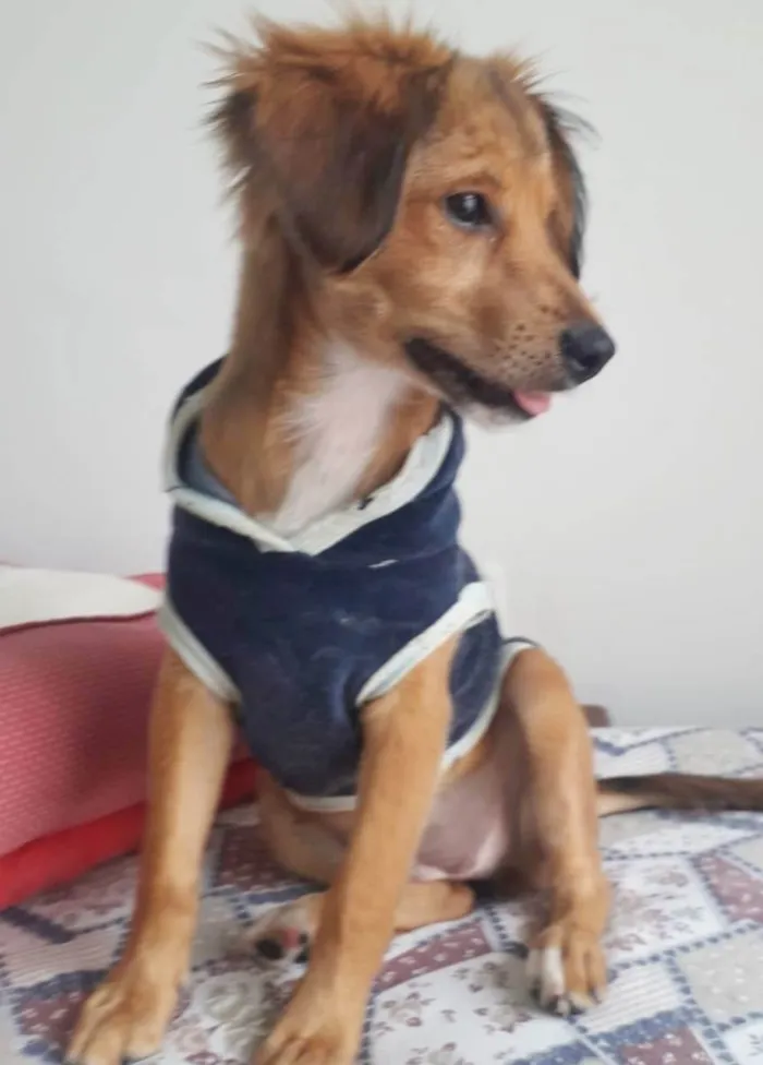 Cachorro raça SRD idade 2 a 6 meses nome REBEKA