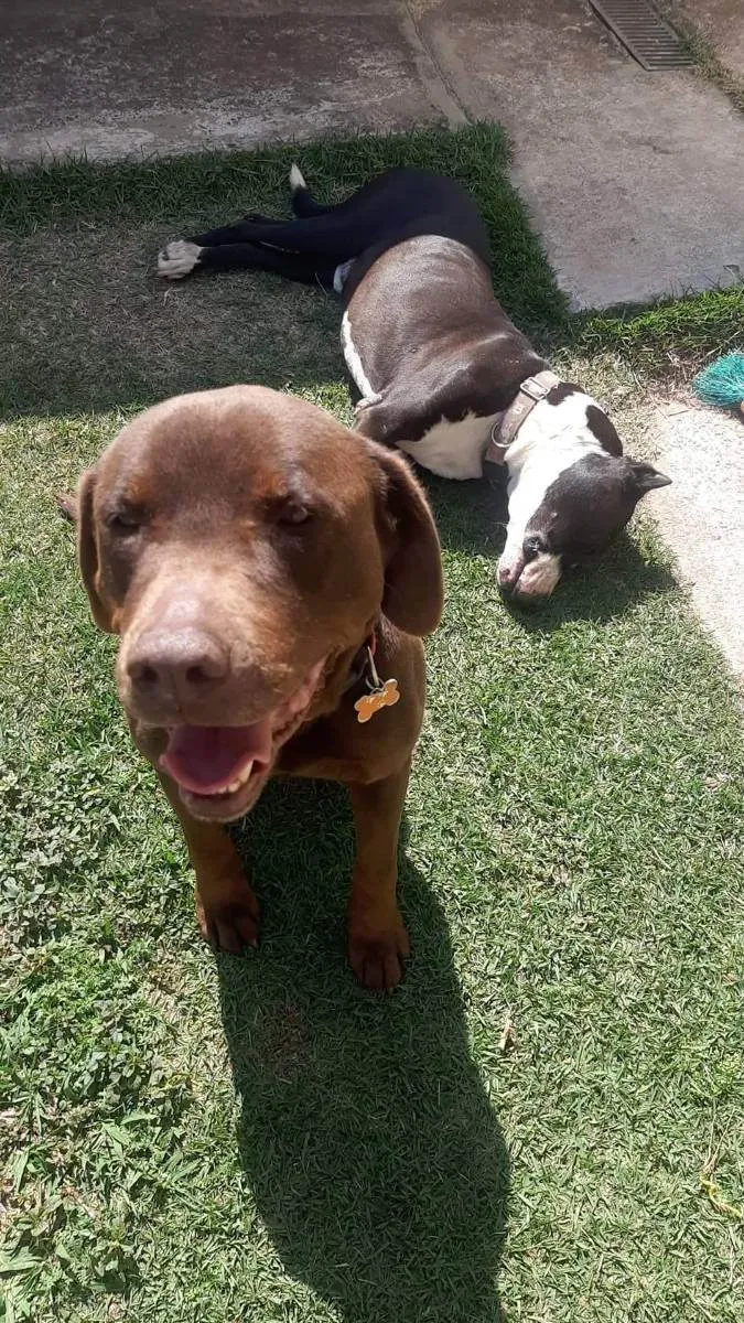 Cachorro ra a Mestico labrador idade 6 ou mais anos nome Apolo