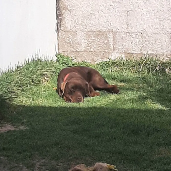 Cachorro ra a Mestico labrador idade 6 ou mais anos nome Apolo