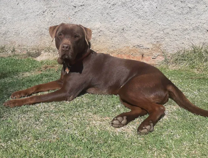 Cachorro ra a Mestico labrador idade 6 ou mais anos nome Apolo