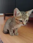 Melzinho