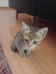 Melzinho