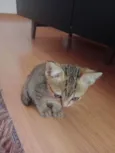 Melzinho