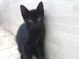 Gatinhos filhotes
