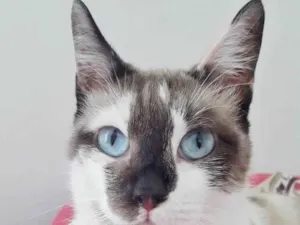 Gato raça SRD idade 1 ano nome PANDORA