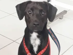 Cachorro raça SRD idade 1 ano nome PIETRA