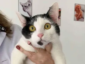 Gato raça SRD idade 2 a 6 meses nome FELÍCIA