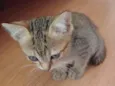 Melzinho
