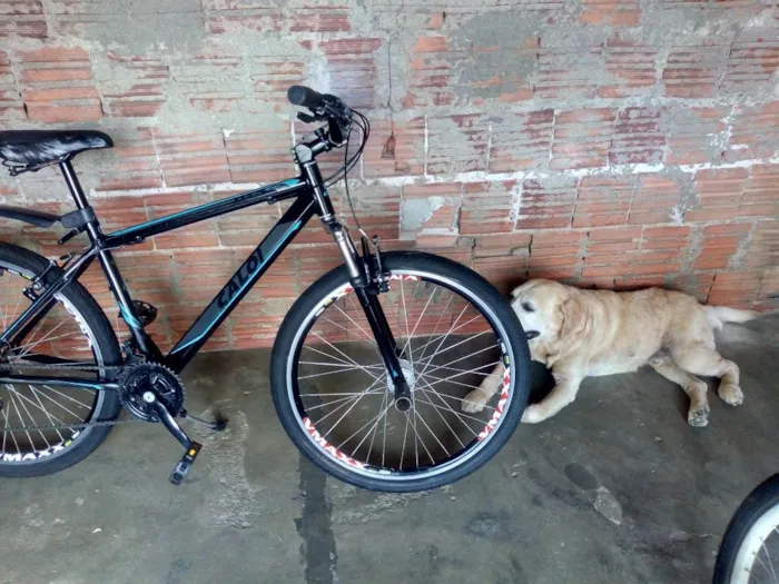 Cachorro ra a Labrador  idade 6 ou mais anos nome Coronel 