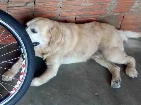 Cachorro ra a Labrador  idade 6 ou mais anos nome Coronel 