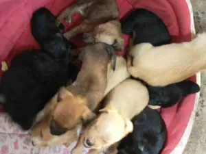 Cachorro raça  idade  nome Tem varios