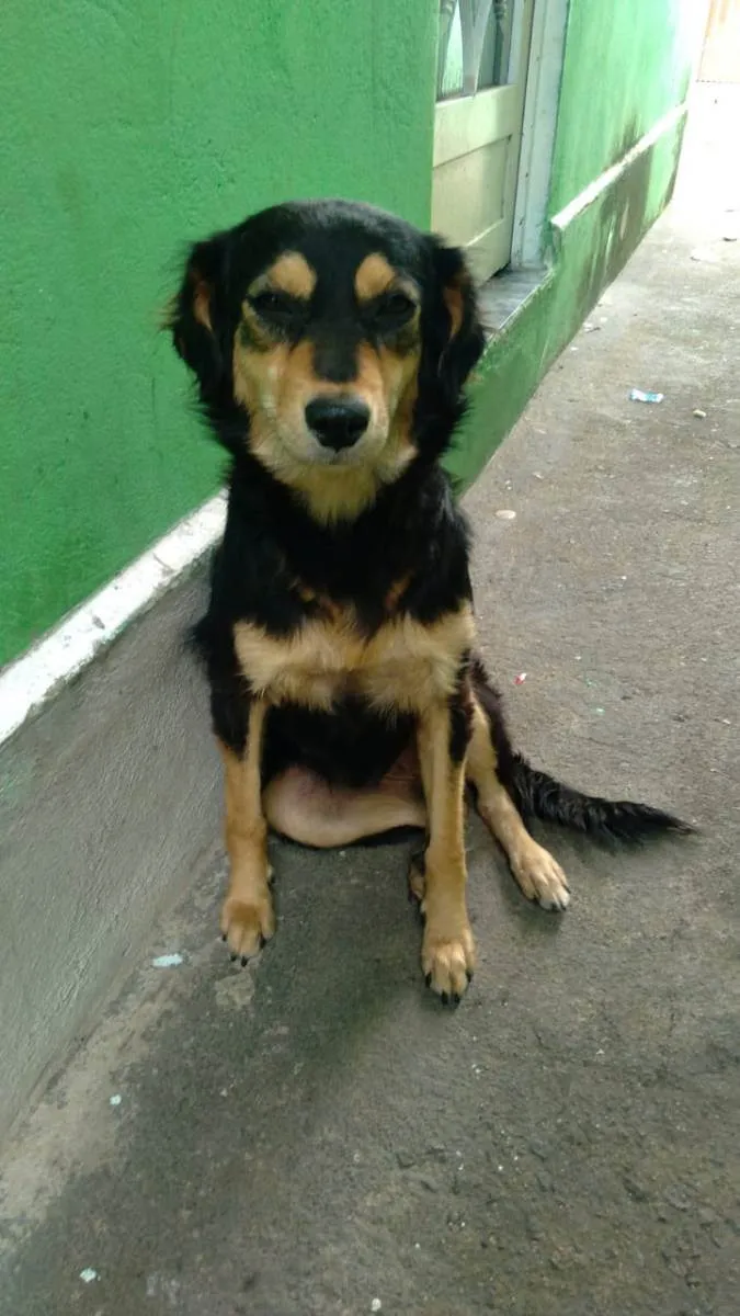 Cachorro ra a Golden/pastor alemão  idade 7 a 11 meses nome Marry