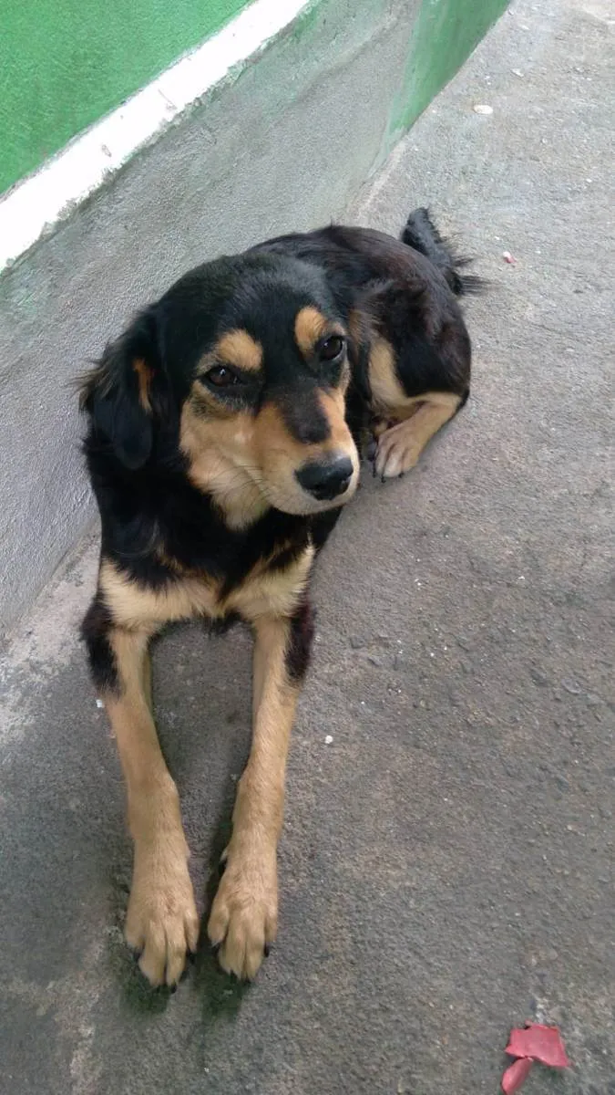 Cachorro ra a Golden/pastor alemão  idade 7 a 11 meses nome Marry