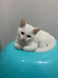 Gato raça Srd idade 2 a 6 meses nome Blue e Batavo