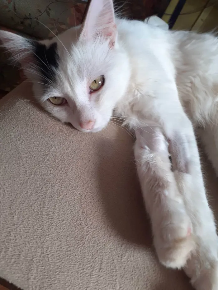 Gato raça Mestico Angora idade 7 a 11 meses nome Floquinho