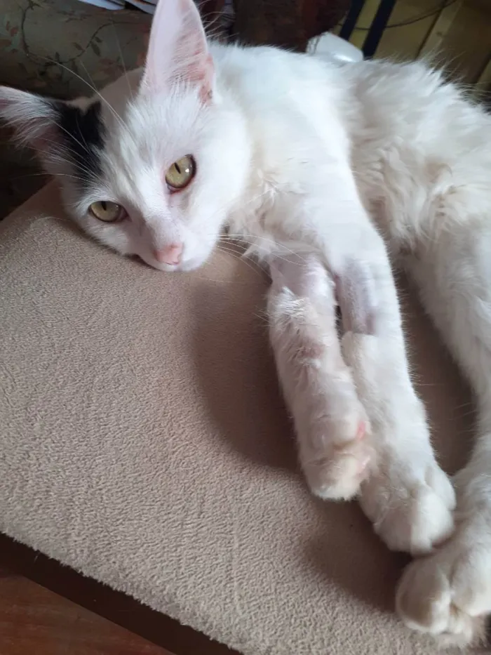 Gato raça Mestico Angora idade 7 a 11 meses nome Floquinho