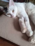 Floquinho