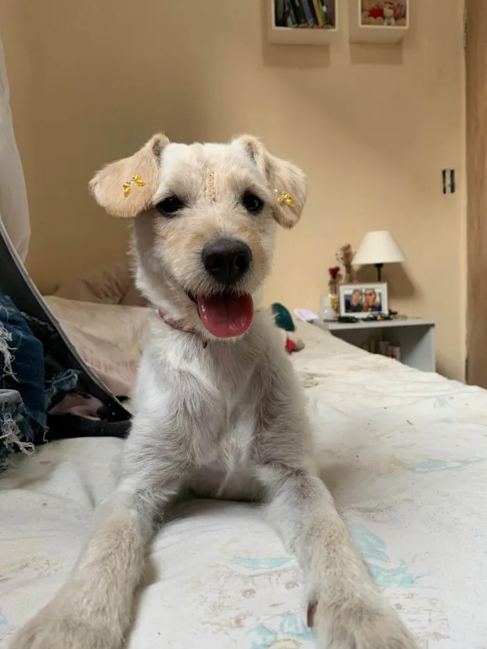 Cachorro raça SRD  idade 1 ano nome Mabel 