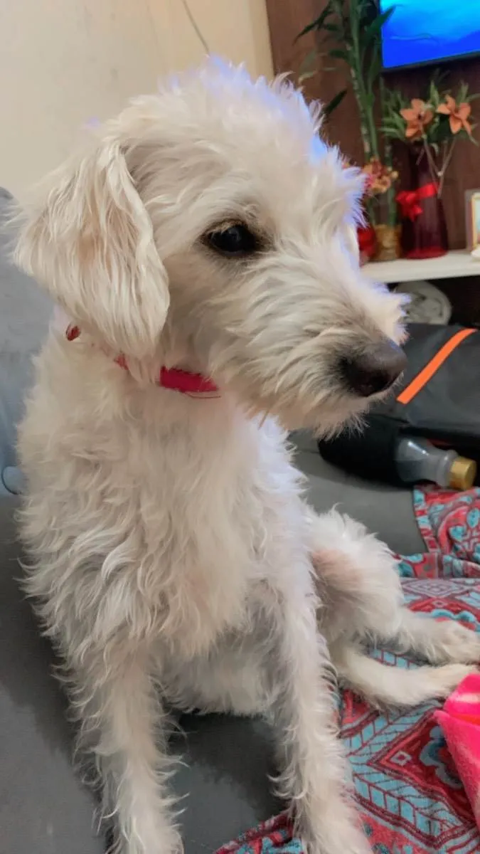 Cachorro raça SRD  idade 1 ano nome Mabel 