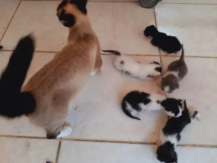 Gato ra a Siamês  idade 2 a 6 meses nome Minnie 