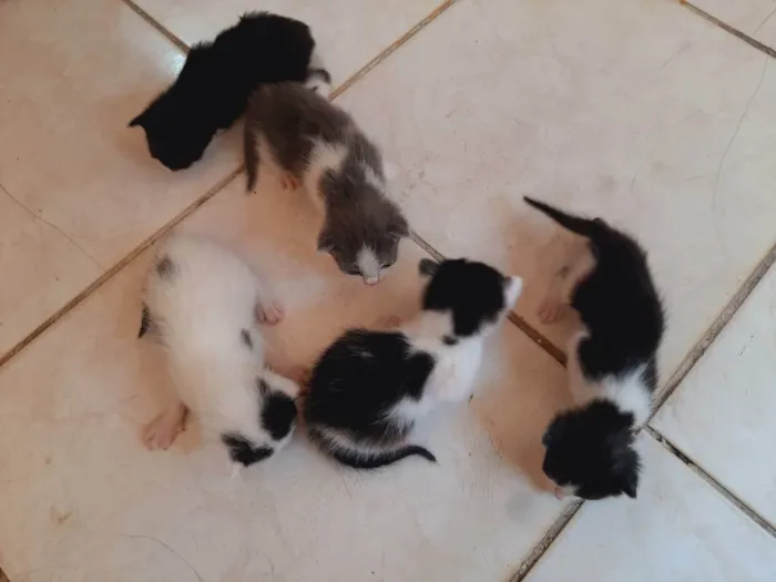 Gato ra a Siamês  idade 2 a 6 meses nome Minnie 
