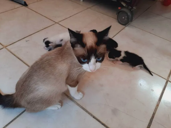 Gato ra a Siamês  idade 2 a 6 meses nome Minnie 