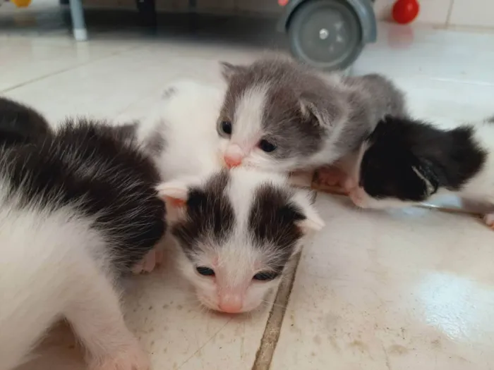 Gato ra a Siamês  idade 2 a 6 meses nome Minnie 