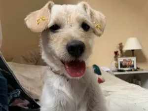 Cachorro raça SRD  idade 1 ano nome Mabel 