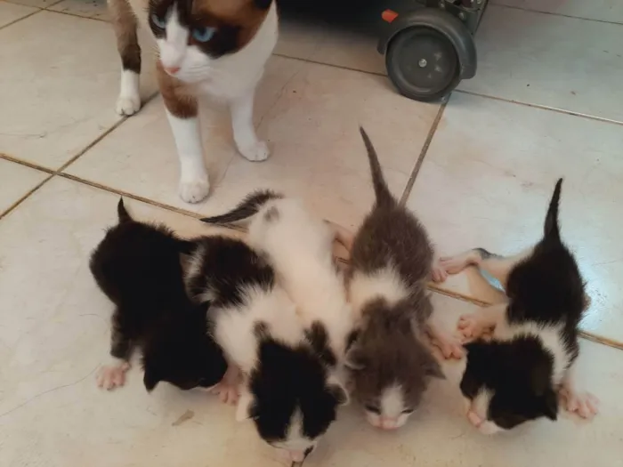 Gato ra a Siamês  idade 2 a 6 meses nome Minnie 