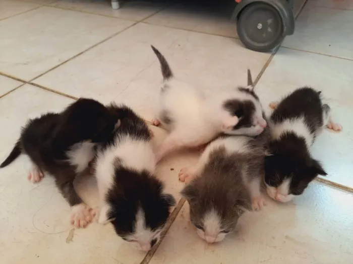 Gato ra a Siamês  idade 2 a 6 meses nome Minnie 