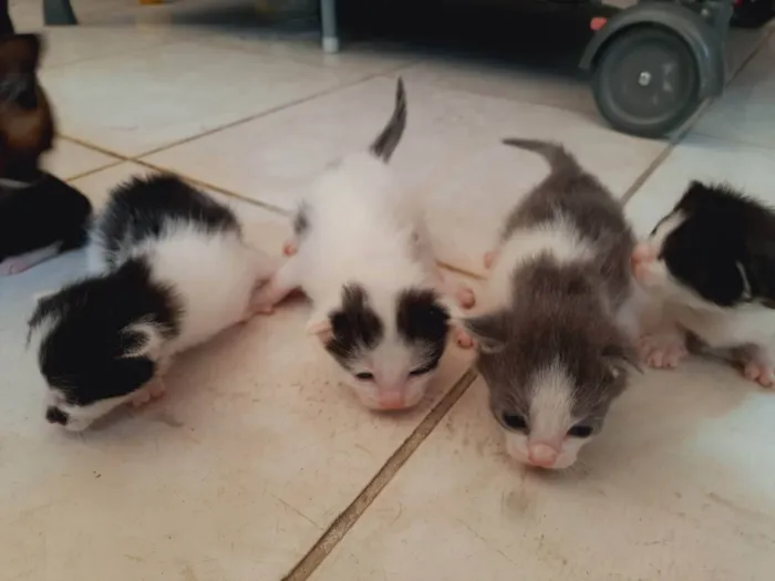 Gato ra a Siamês  idade 2 a 6 meses nome Minnie 