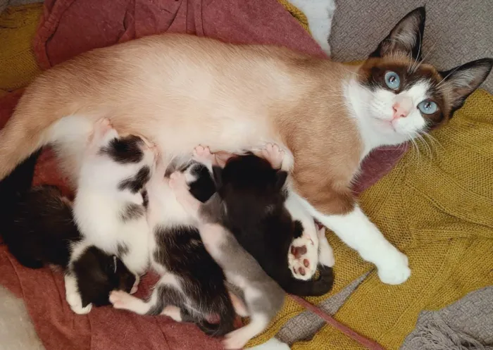Gato ra a Siamês  idade 2 a 6 meses nome Minnie 