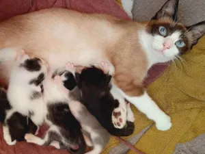 Gato raça Siamês  idade 2 a 6 meses nome Minnie 