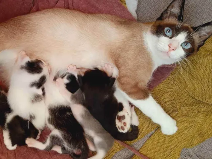 Gato ra a Siamês  idade 2 a 6 meses nome Minnie 