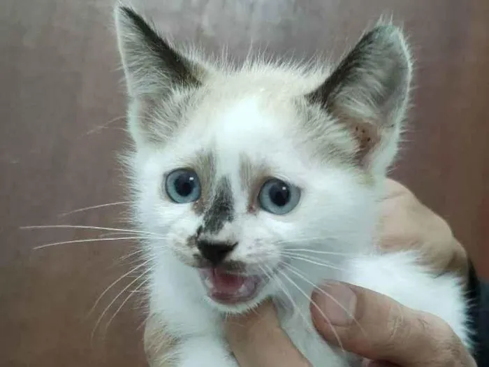 Gato ra a  idade 2 a 6 meses nome Lolô e Godô