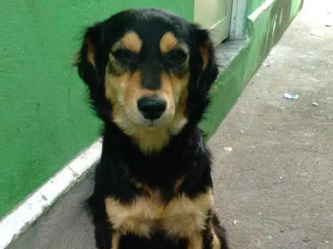 Cachorro ra a Golden/pastor alemão  idade 7 a 11 meses nome Marry