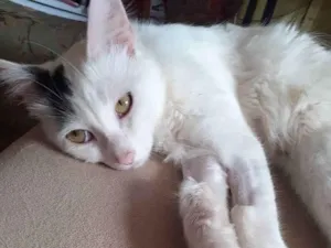 Gato raça Mestico Angora idade 7 a 11 meses nome Floquinho