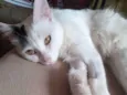 Floquinho