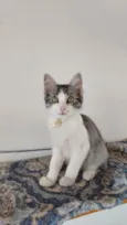 SOL