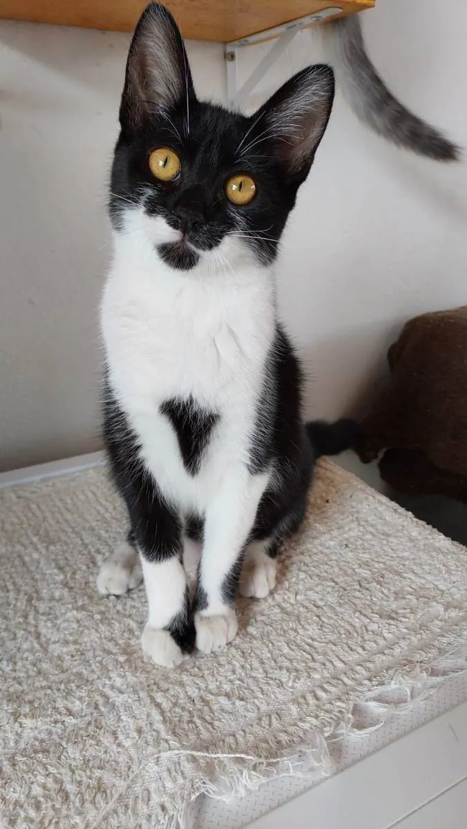 Gato raça SRD idade 2 a 6 meses nome MIA CASTRADA