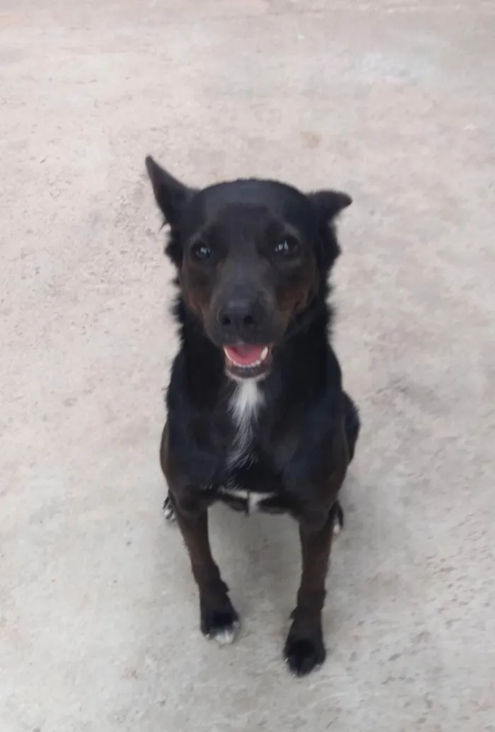 Cachorro ra a Vira lata idade 5 anos nome Pantera